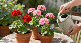What Do With Geraniums In September – 4 Easy Tasks To Help Plants Survive & Thrive Again Next Summer