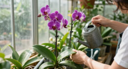 What Orchids Need In September – 6 Tasks That Decide Whether You Get Flowers This Winter