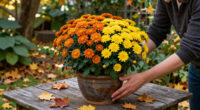 What To Do With Chrysanthemums In September For A Fabulous Fall Display