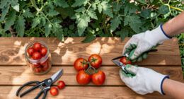 What To Do With Tomato Plants In September – 7 Easy Tasks To Get The Most Out Of Your 'Maters Before The First Frost