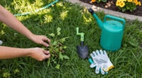 Why Your Lawn Is Full Of Crabgrass And How To Stop It From Taking Over The Whole Yard