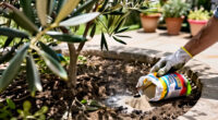 10 Best Olive Tree Fertilizers for Healthy Growth in 2027
