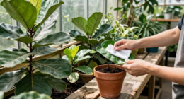 11 Best Fiddle Leaf Fig Plants for Stylish Indoor Spaces in 2027