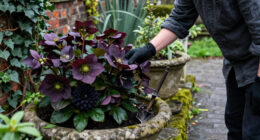 11 Best Gothic Garden Plants in 2027