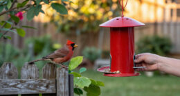 14 Best Bird Feeders for Cardinals in 2027
