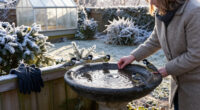 14 Best Heated Bird Baths for Winter Wildlife in 2027
