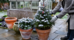 14 Best Winter-Hardy Potted Plants for Cold-Weather Color in 2027