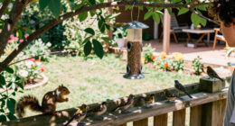 15 Best Squirrel-Proof Bird Feeders for 2027