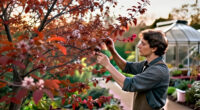 3 Best Fall Flowering Trees in 2027