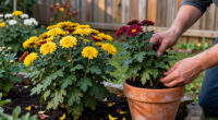 3 Things Your Chrysanthemums Need To Keep Blooming Through October For Longer-Lasting Fall Color