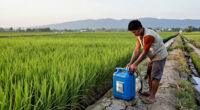 Candon City Gives Diesel Subsidy To Rice Farmers Amid El Niño Threat