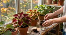 Growing Coleus Indoors This Fall – For Easy Color You Can Overwinter And Propagate For Next Year