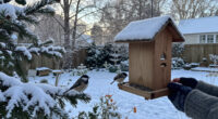 How To Make Your Yard A Winter Haven For Chickadees – And See More Of These Beautiful Birds