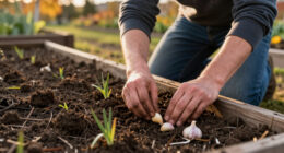 How To Plant Garlic Cloves In Fall: Step-by-Step Guide