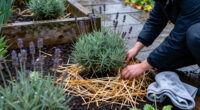 How To Winterize Lavender Plants To Protect Them From Cold And Wet