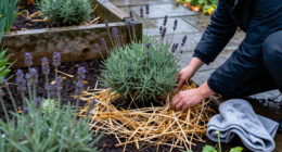 How To Winterize Lavender Plants To Protect Them From Cold And Wet