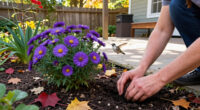 Hummingbirds Love These Purple Fall Flowers – Plant Them Now For More Backyard Visitors