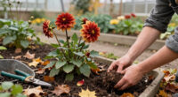 What To Do With Dahlias In October – 3 Crucial Tasks To Keep Them Thriving This Autumn