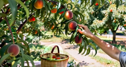 When Are Peaches In Season? A Complete Guide To Peach Season