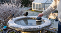 Your Bird Bath Needs More Than Fresh Water In Winter – These Tools Will Keep It Ice-Free For Visiting Wildlife