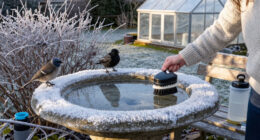 Your Bird Bath Needs More Than Fresh Water In Winter – These Tools Will Keep It Ice-Free For Visiting Wildlife